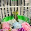 Luxury Birthday Bird Cage Surprise Decoration